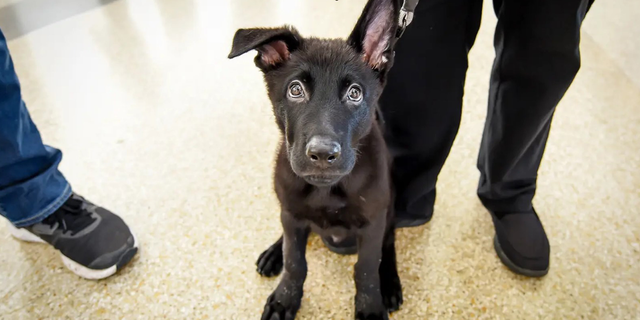 The owner of the six-month-old German shepherd did not have the proper documents when he arrived at San Francisco International Airport in August, and opted to leave the dog behind while he continued his trip to New York.