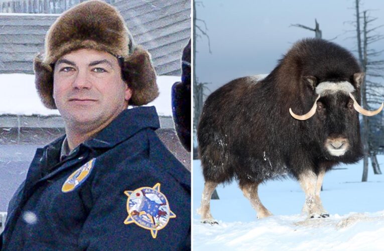 Alaska officer killed by muskox while protecting his dogs