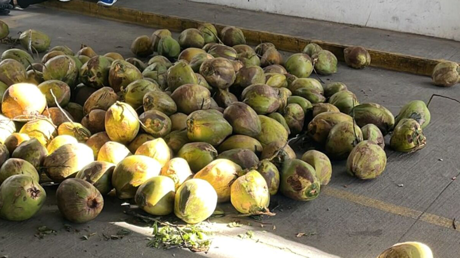 Coconuts