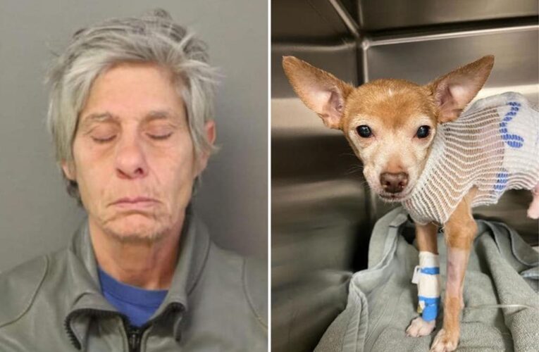 Chicago woman stabs girl’s Chihuahua in unprovoked attack