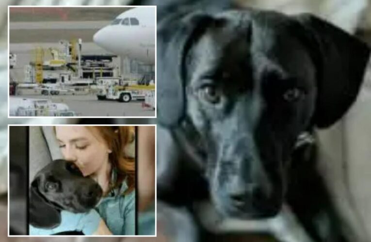 Airline ships family’s Nashville-bound dog to Saudi Arabia