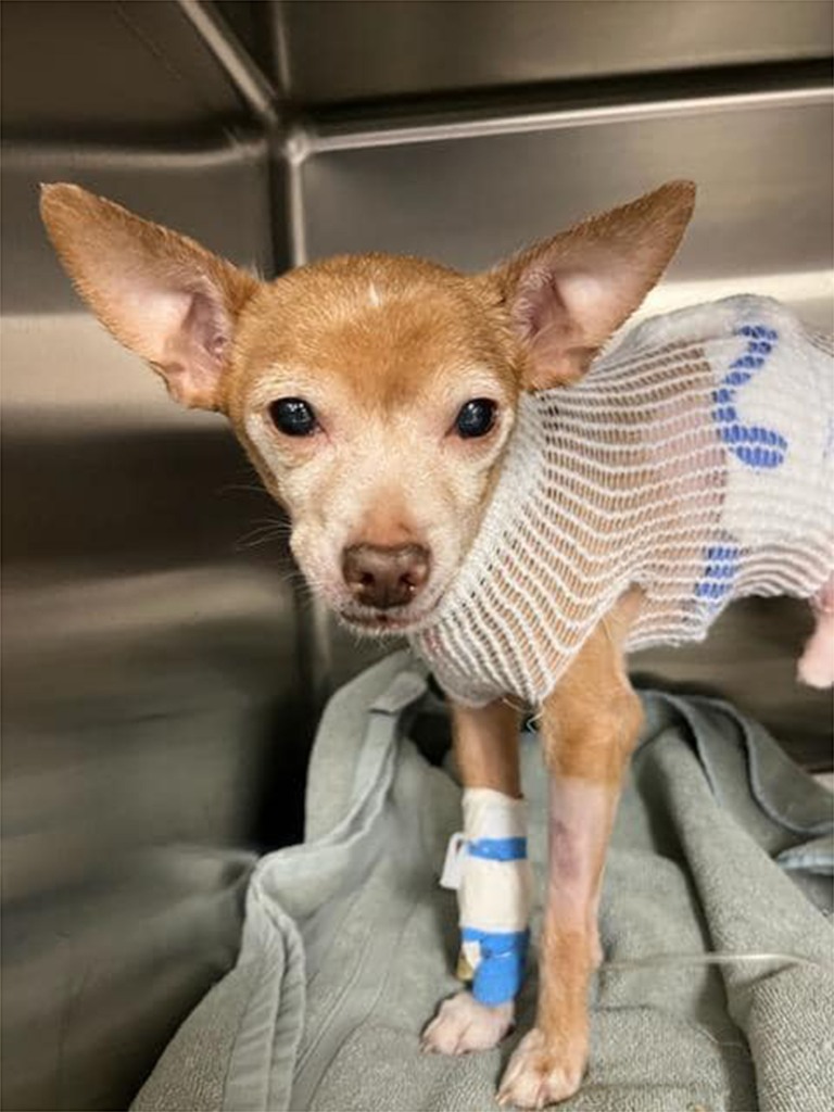 Bebe, a 13-year-old Chihuahua who was stabbed by a woman