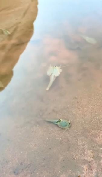Triops photographed in Arizona canyon