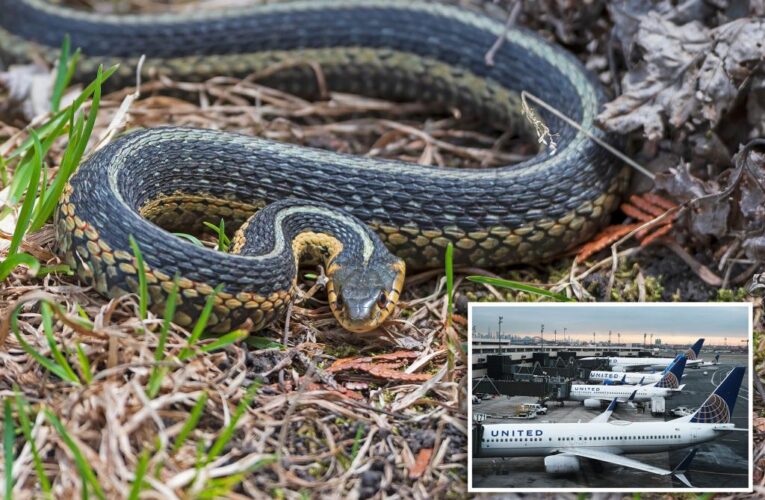 Garter snake causes stir aboard United Airlines in New Jersey