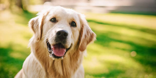 Loyal Golden Retriever Dog Sitting on a Green Backyard Lawn