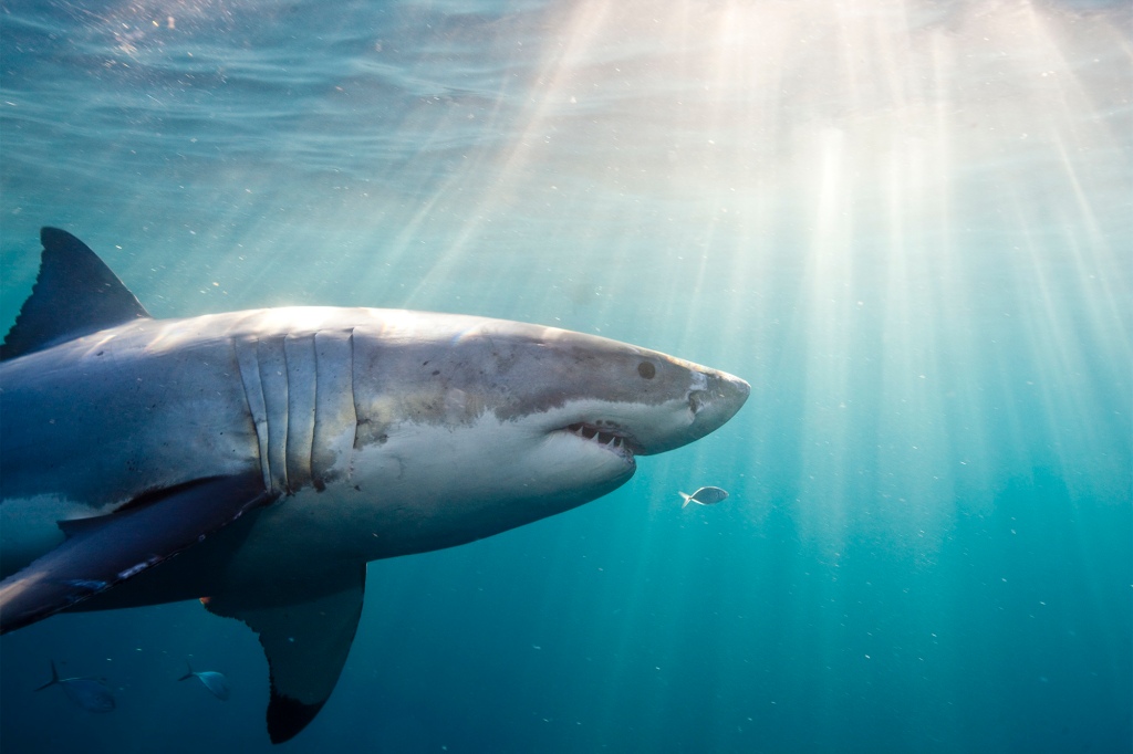 Underwater view of a great white shark