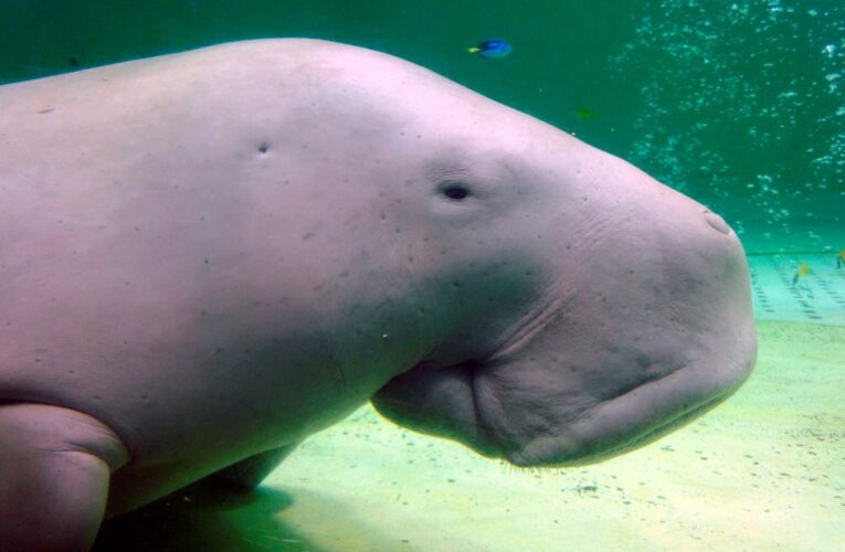 Dugongs, 700 new species now facing extinction