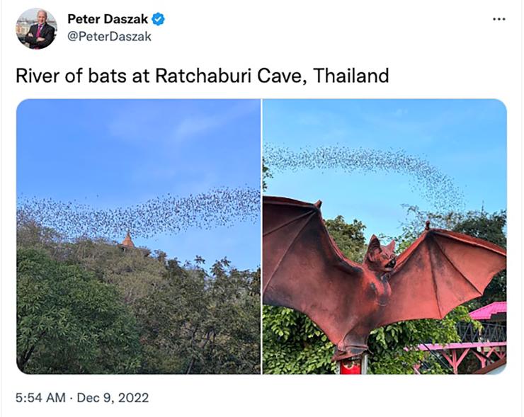Peter Daszak's bat posts from Thailand.