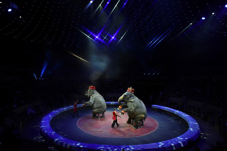 Elephants trainers Corrado and Suzanne Togni perform their program during a show.