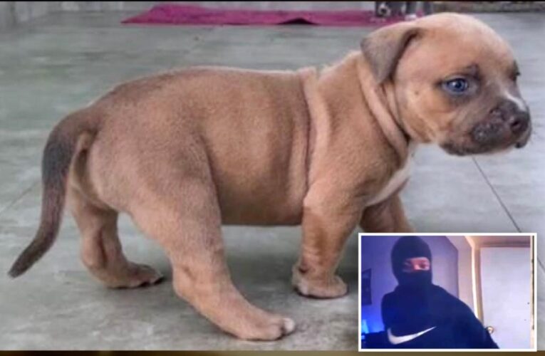 D.C. thieves snatch 5-week old puppy during violent home invasion