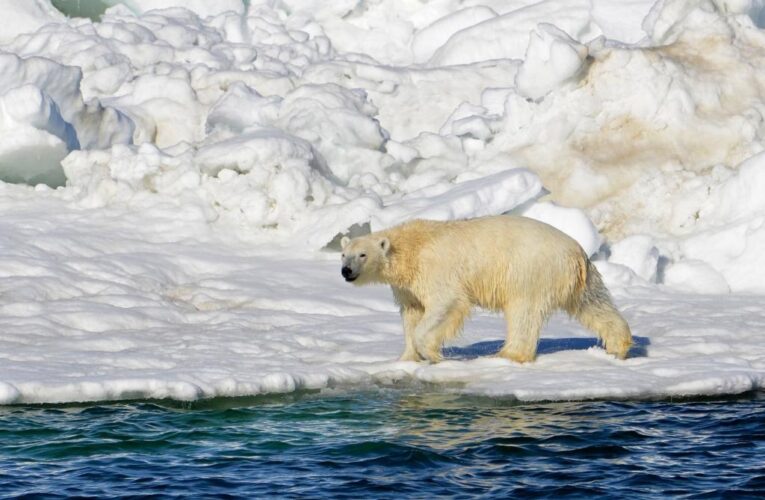 Remote Alaskan town site of fatal polar bear attack on woman, boy