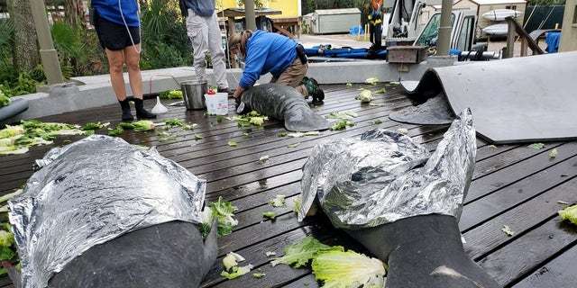 Manatees at Zoo Tampa receive treatment for cold stress syndrome. 