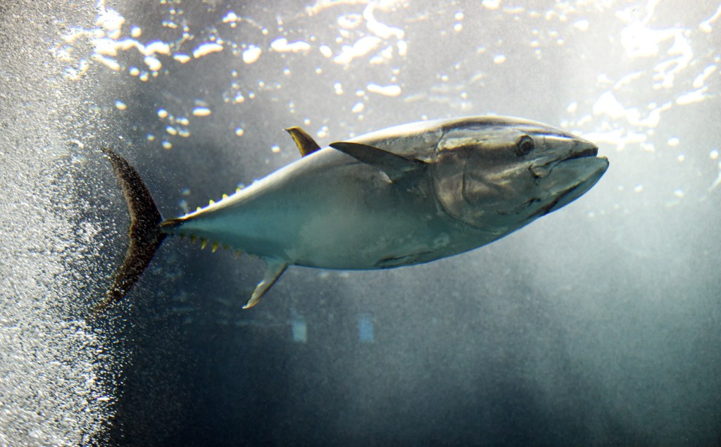 A tuna fish swims in the large tank at the Tokyo Sea Life Park.