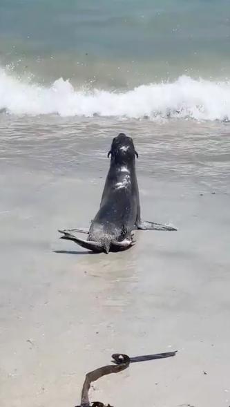 Some wildlife experts have attributed the seal's behavior to brain swelling caused by neurotoxins in algae.