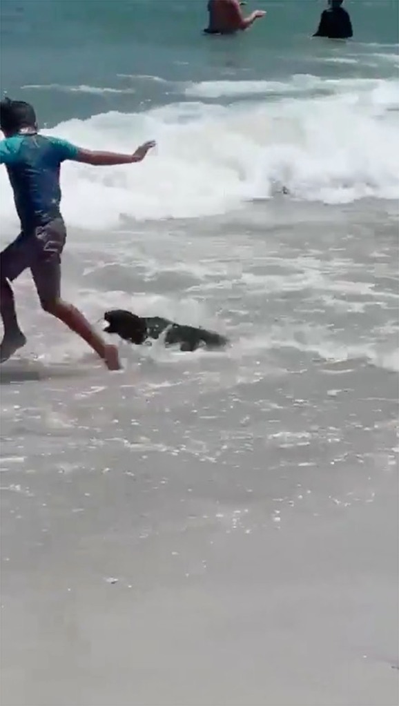 The seal attacks a boy in the shallows.