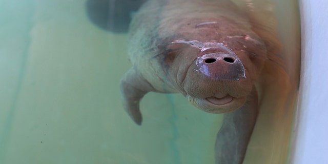 A rescued baby manatee was cared for in 2021 at SeaWorld Orlando. For decades, manatees have gathered at the Florida Power &amp; Light Co. electric plant south of Titusville by the hundreds to shelter in the warm waters.