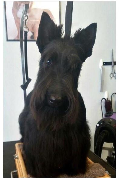 black and brown terrier.