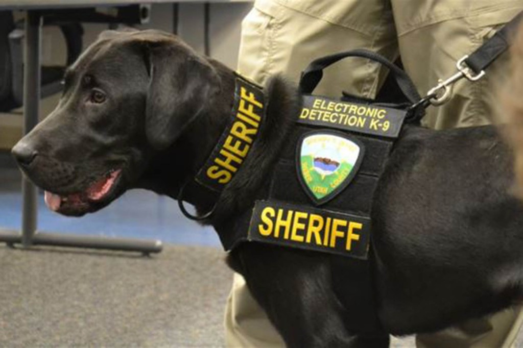 The black Labrador was the fourth dog in the US to be certified and trained as an Electronic Storage Detection Canine.