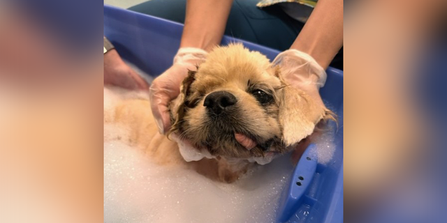 The dog was discovered stuck to a sidewalk on Yamato Road in Boca Raton, Florida, on Jan. 23.