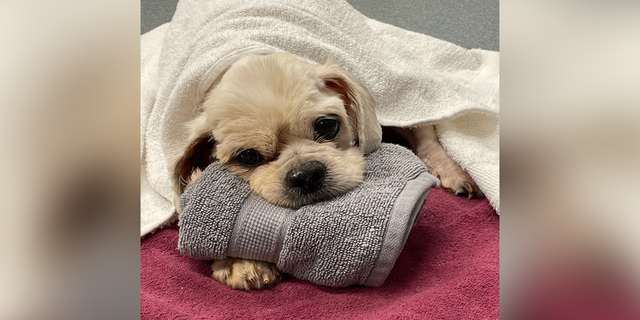 As Trooper's rescuers were shaving him down, they noticed maggots crawling from his fur, overgrown nails and severe tooth decay.