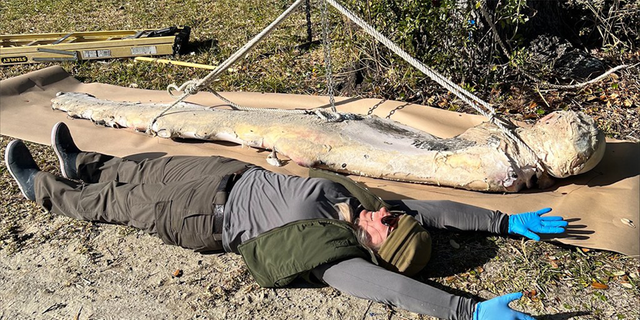 A photograph shared by the park on Facebook displays a park biologist lying next to the flipper to show that the flipper is longer than the person.