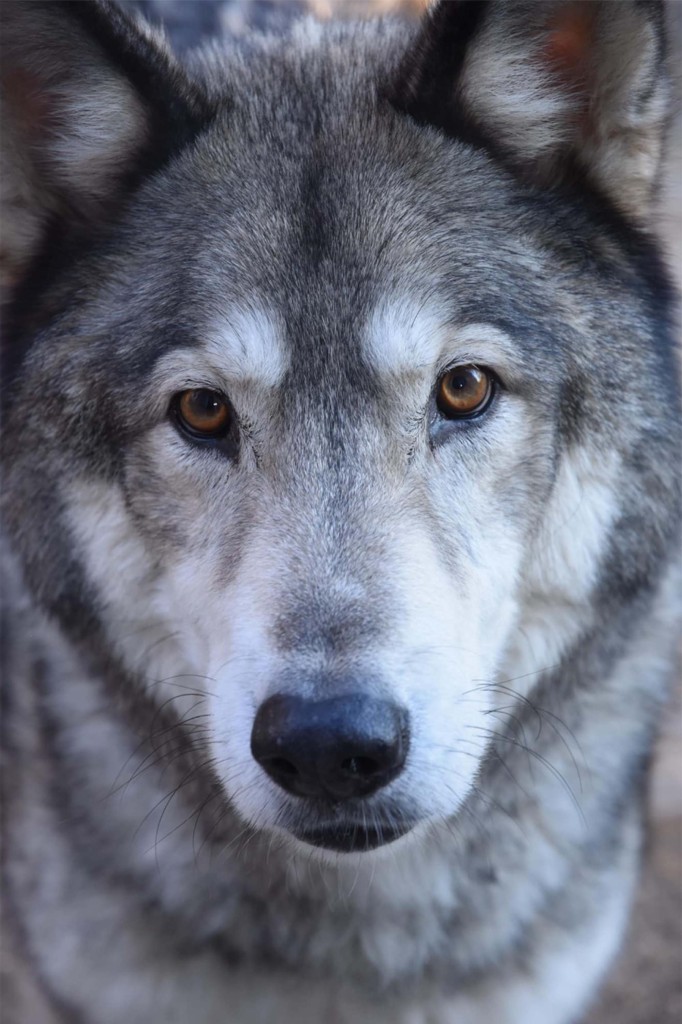 Hunter was wearing a collar and harness when he was shot dead.