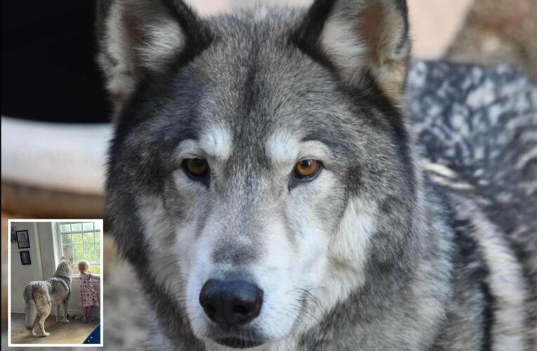 Pennsylvania family’s dog shot by hunter who mistook it for a coyote