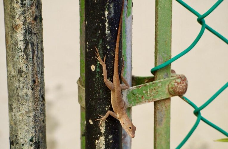 Lizards from the forests in Puerto Rico have genetically morphed to survive city life