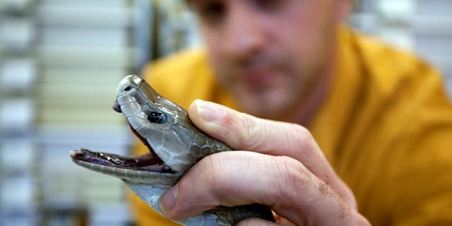 An employee at the Latoxan SAS laboratory holds a black mamba before extracting the snake's venom in Valence, France, on Oct. 17, 2012. The company specializes in the production of high quality venoms and toxins for research and leading pharmaceutical companies. 