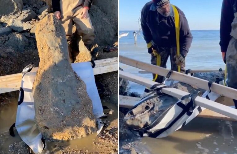 650-pound fossil whale skull found in Maryland