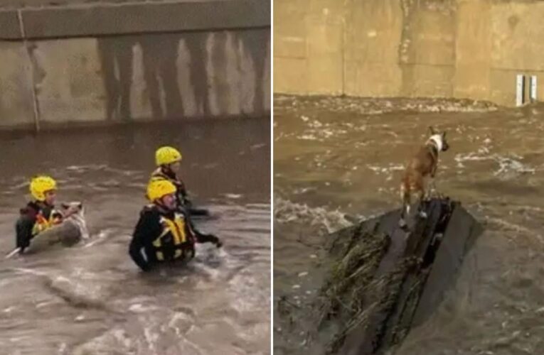 California fire crews rescue two dogs from creek during bomb cyclone flooding