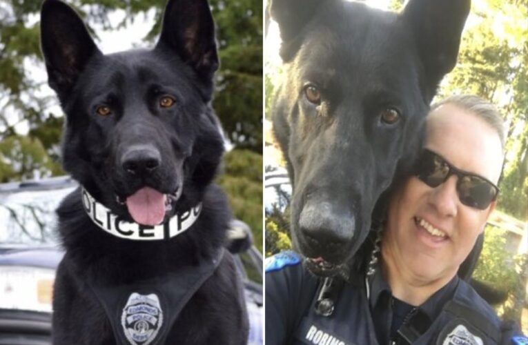 Washington K-9 named Hobbs retires after nabbing 166 suspects over 10 years