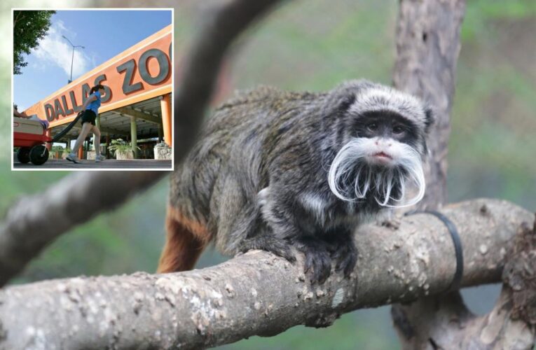 Monkeys taken from Texas Zoo in Dallas; latest suspicious event