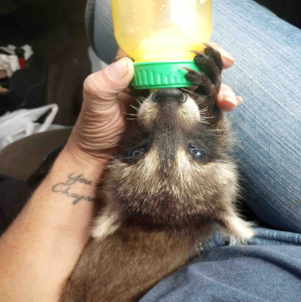 Erin Christensen's pet raccoon rocky