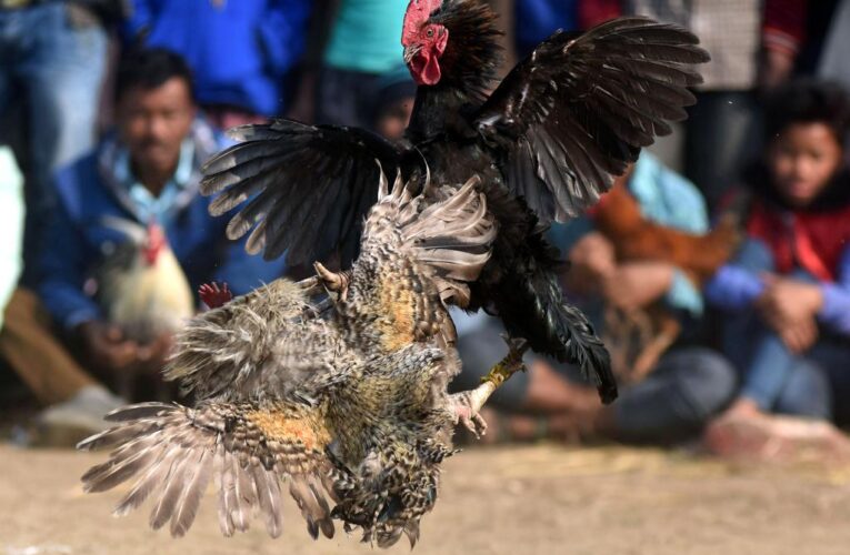 Two men killed in freak cockfighting incidents in India: reports