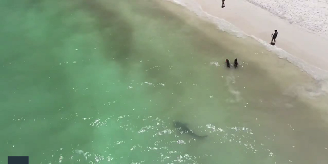 Dogs play in the water near the shark without any fear that the animal might attack them. 