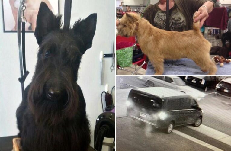 Oregon van stolen with four show dogs