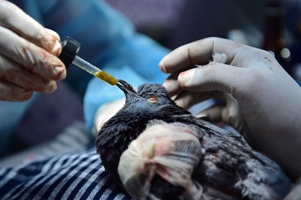 A veterinarian treats a pigeon who was injured by the strings of flying kites during the kite festival, at the Parevda Charitable Trust in Ahmedabad on January 15.