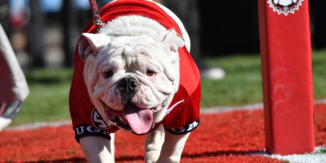 UGA Mascot and "UGA X" during the game between the Tennessee Volunteers and the Georgia Bulldogs. The Tennessee Volunteers (34) defeated the Georgia Bulldogs (31) at Sanford Stadium in Athens, Ga.