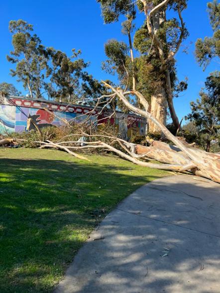 A woman suffered severe injuries after a massive eucalyptus tree fell on her.