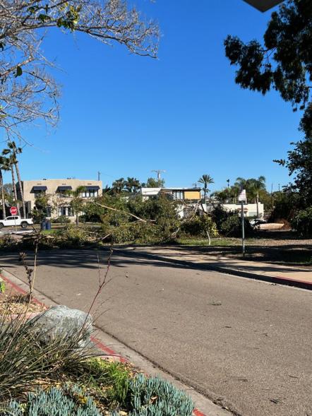 High winds are knocking down trees and unsecured structures across the region. Dozens of trees (mostly eucalyptus) have fallen in Balboa Park, Chollas Lake and Presidio Park. Out of caution, we’re restricting access to these parks.