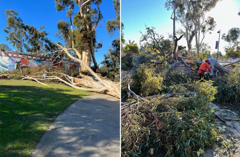 Intense Santa Ana winds topple 80-foot tree onto woman in California