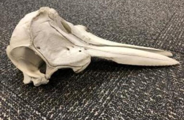 Dolphin skull found in suitcase at Detroit airport