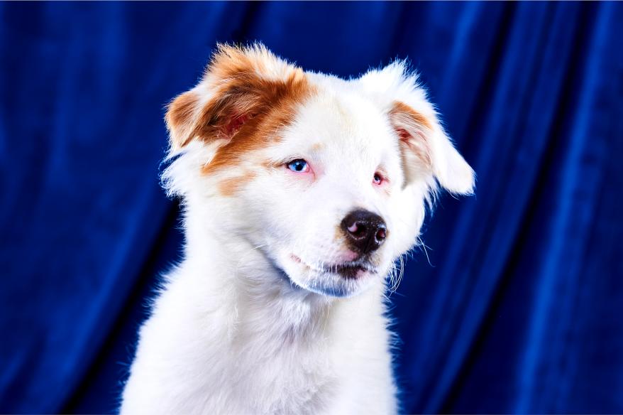 Marmalade, Double J Dog Ranch