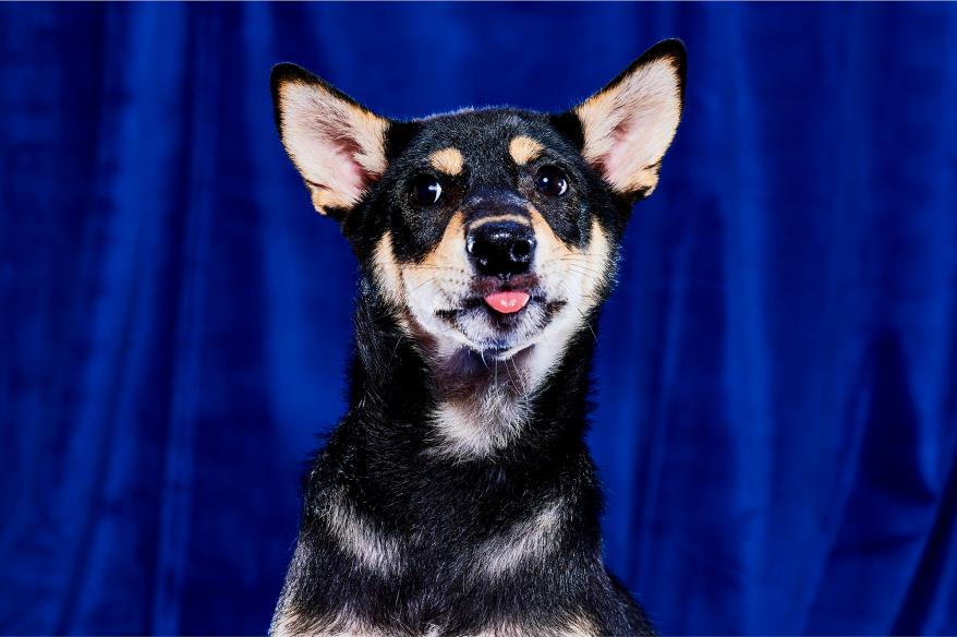 Rascal, Miami-Dade County Animal Services