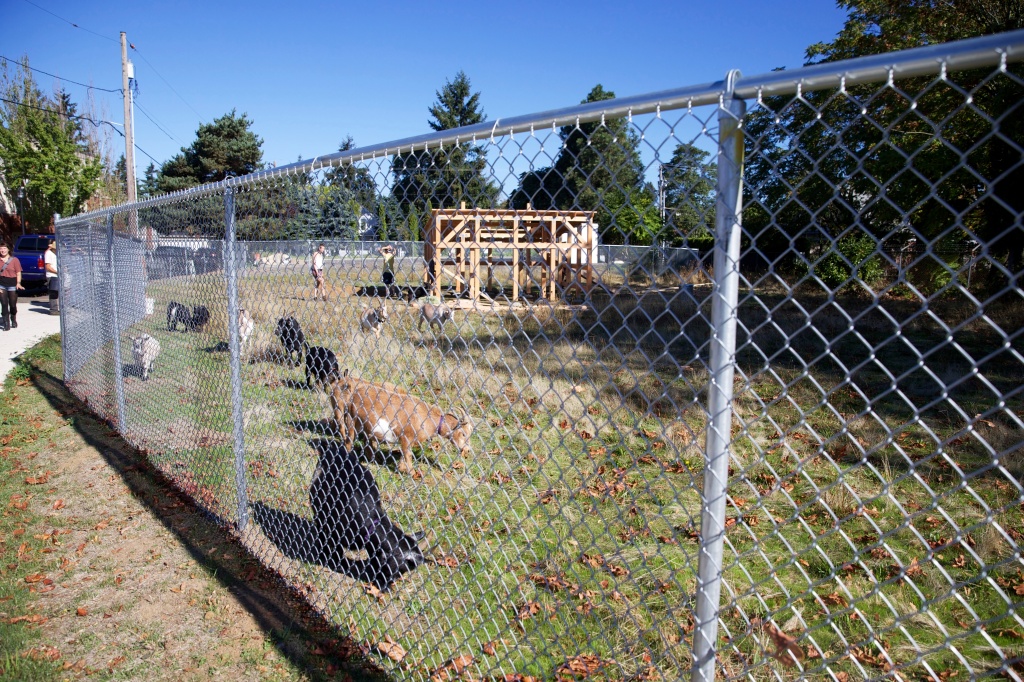 The Belmont goats settle into their new home at SE Foster Rd. and 91st Ave. in Portland, Ore., Oct 5, 2014.