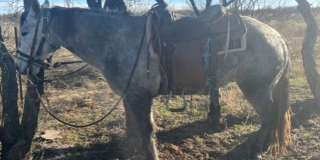 Border Patrol says the man removed the horse from the tractor trailer. 