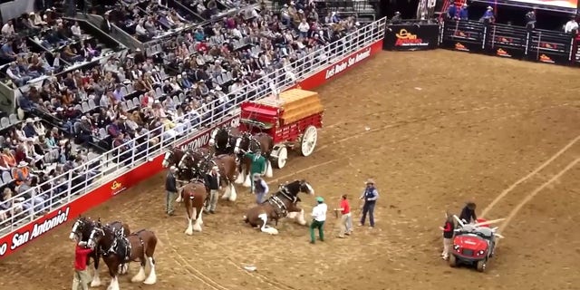 Handlers worked to manage the situation after an iconic Clydesdale tripped and fell onto the ground during a presentation at the San Antonio Stock Show and Rodeo.