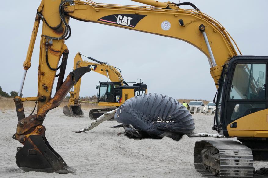 Heavy machinery moves around a dead whale in Lido Beach, N.Y.