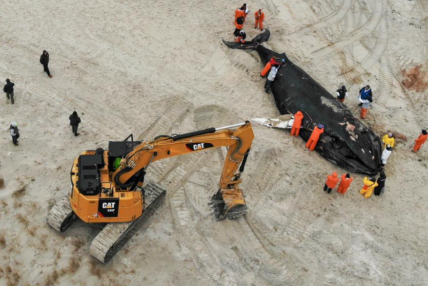 People work around the carcass of a dead whale in Lido Beach, N.Y.